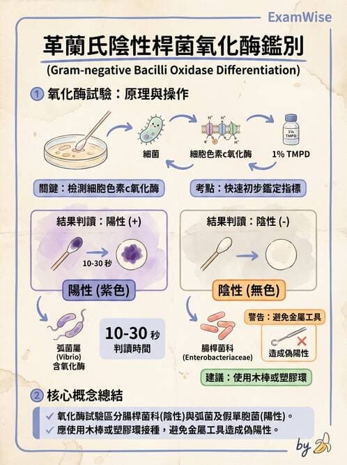 醫檢師 - 弧菌、氣單胞菌與彎曲菌 - AI 圖文解析預覽