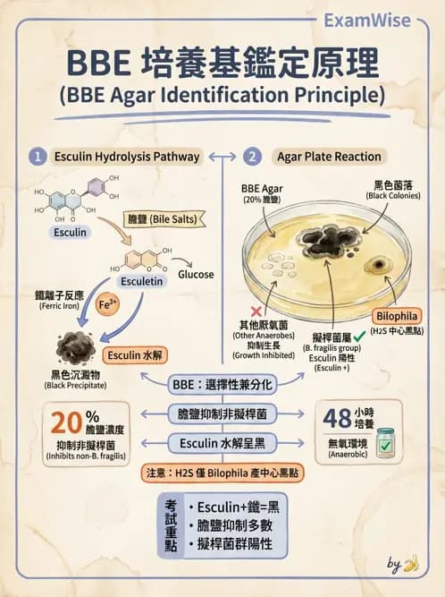 醫檢師 - 厭氧菌 - AI 圖文解析預覽