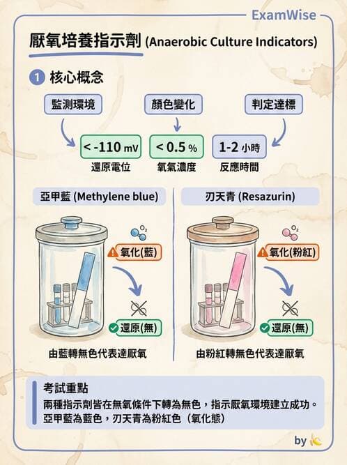 醫檢師 - 厭氧菌 - AI 圖文解析預覽