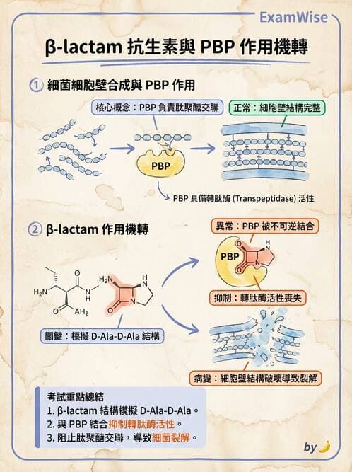 醫檢師 - 抗微生物製劑 - AI 圖文解析預覽