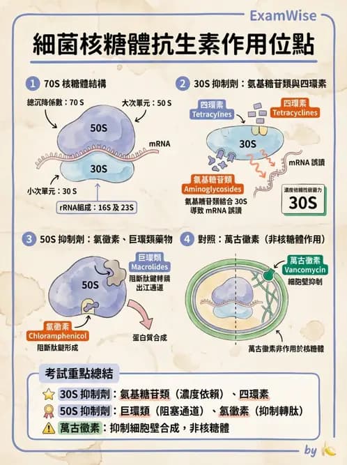 醫檢師 - 抗微生物製劑 - AI 圖文解析預覽