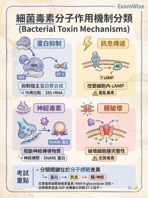 醫檢師 - 腸內菌鑑別方法與培養基 - AI 圖文解析預覽
