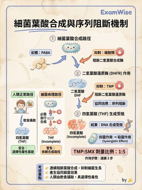 醫檢師 - 抗微生物製劑 - AI 圖文解析預覽
