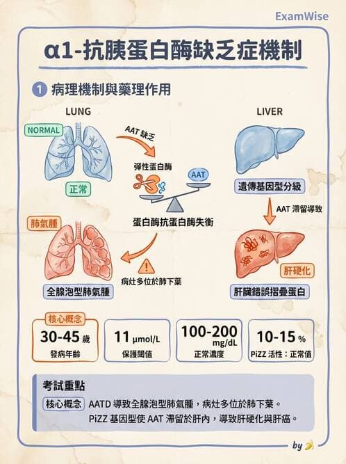 醫檢師 - 血清蛋白與蛋白質檢測 - AI 圖文解析預覽