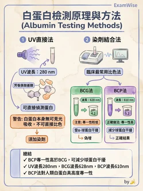 醫檢師 - 血清蛋白與蛋白質檢測 - AI 圖文解析預覽