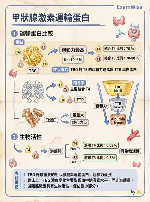 醫檢師 - 甲狀腺與垂體內分泌 - AI 圖文解析預覽