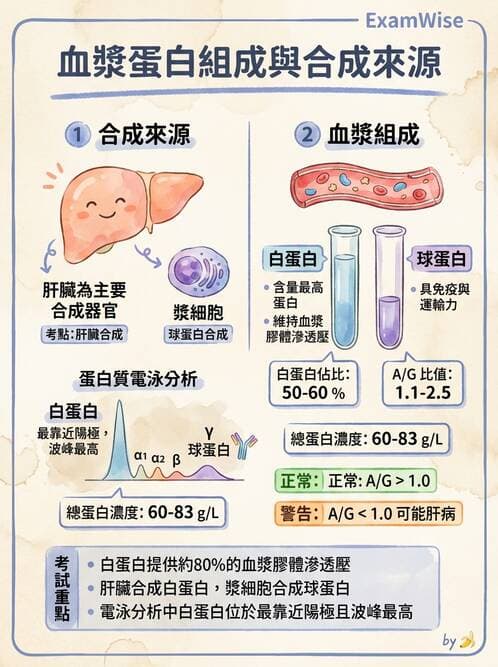 醫檢師 - 肝臟機能與胰臟酵素 - AI 圖文解析預覽