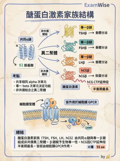 醫檢師 - 甲狀腺與垂體內分泌 - AI 圖文解析預覽