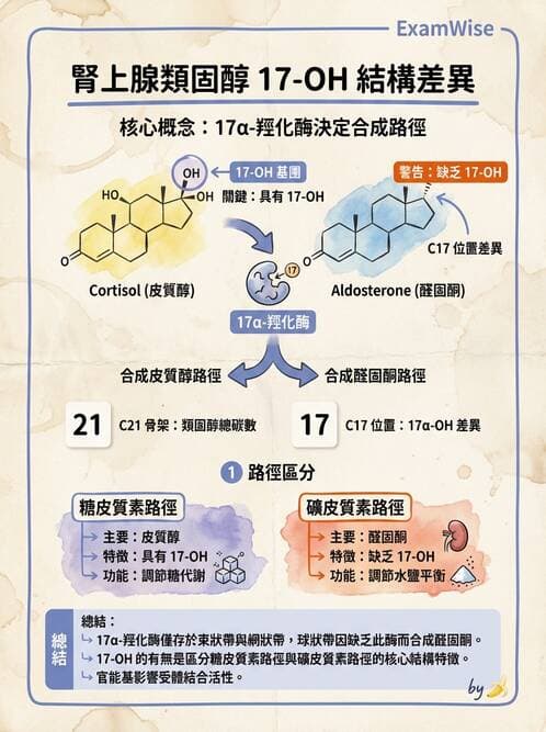 醫檢師 - 腎上腺與生殖內分泌 - AI 圖文解析預覽