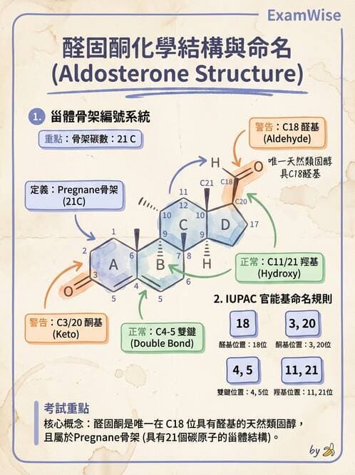 醫檢師 - 腎上腺與生殖內分泌 - AI 圖文解析預覽