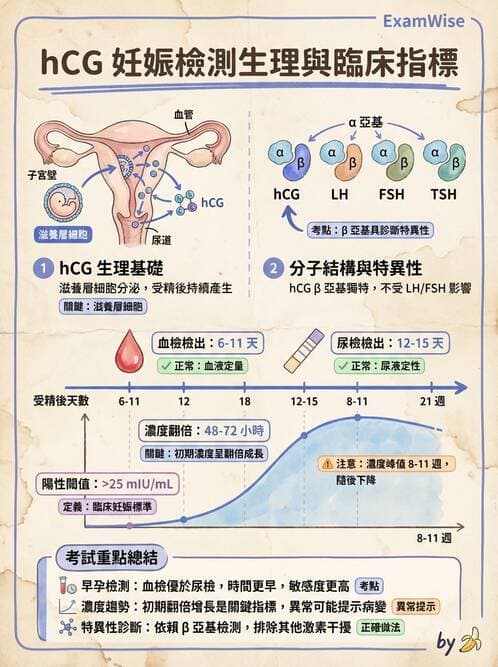 醫檢師 - 腎上腺與生殖內分泌 - AI 圖文解析預覽