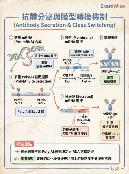 醫檢師 - B細胞發育與抗體生成 - AI 圖文解析預覽