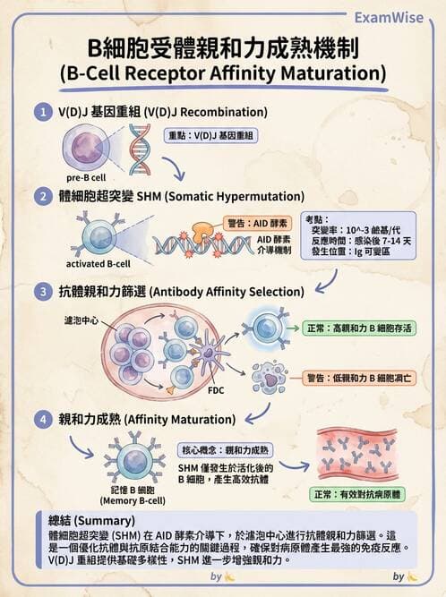 醫檢師 - B細胞發育與抗體生成 - AI 圖文解析預覽