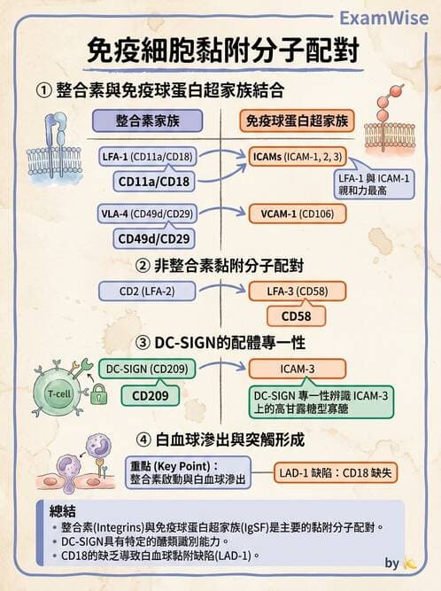 醫檢師 - 細胞激素與抗原呈獻 - AI 圖文解析預覽