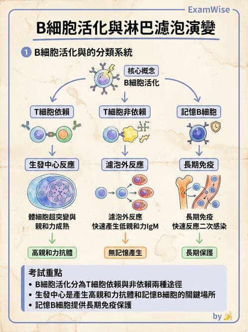 醫檢師 - B細胞發育與抗體生成 - AI 圖文解析預覽