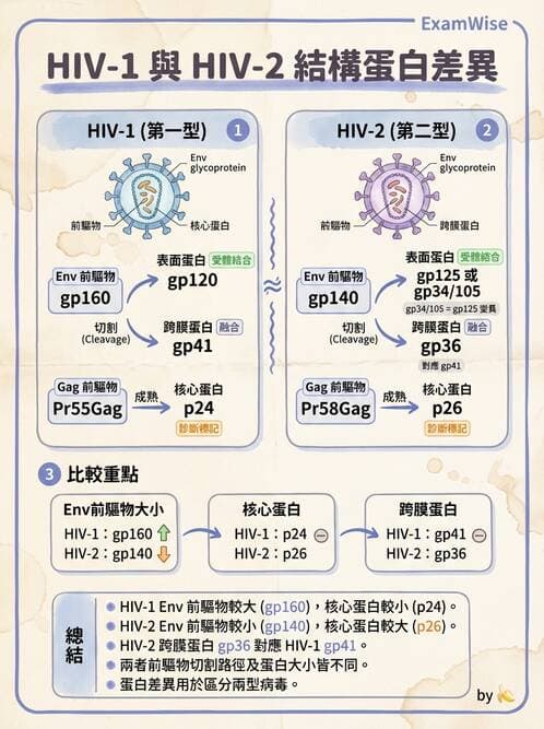 醫檢師 - 急性發炎蛋白與微生物感染血清學 - AI 圖文解析預覽