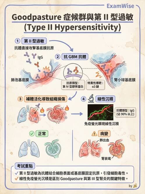 醫檢師 - 其他自體免疫疾病與自體抗體檢驗 - AI 圖文解析預覽