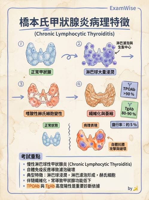 醫檢師 - 其他自體免疫疾病與自體抗體檢驗 - AI 圖文解析預覽