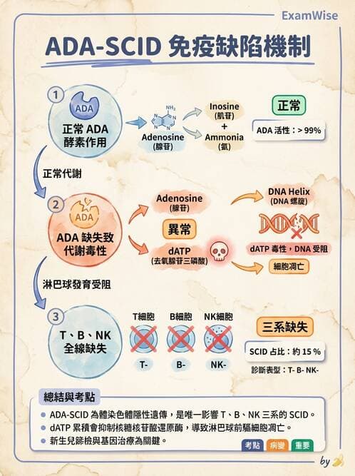 醫檢師 - 免疫缺陷 - AI 圖文解析預覽