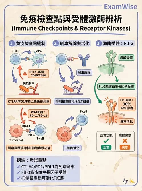 醫檢師 - 腫瘤免疫學免疫療法及疫苗 - AI 圖文解析預覽