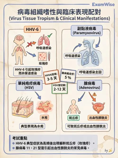 醫檢師 - 抗病毒藥物與疫苗通論 - AI 圖文解析預覽