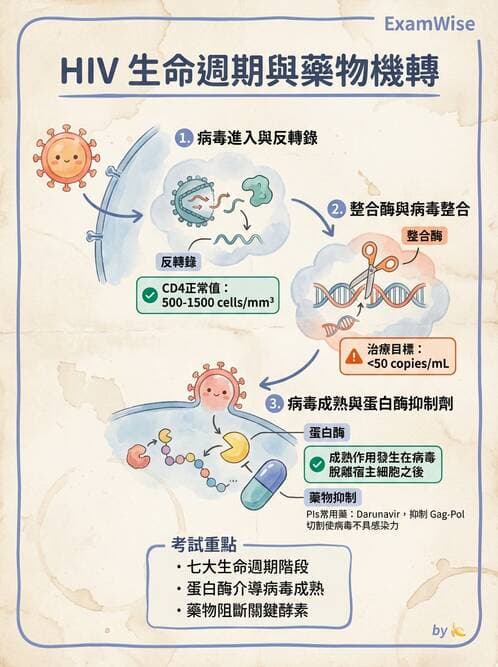 醫檢師 - 反轉錄病毒(HIV/HTLV) - AI 圖文解析預覽