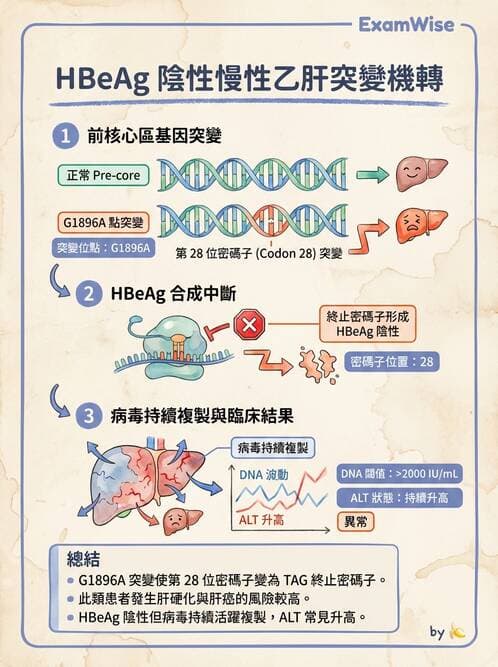 醫檢師 - B型肝炎病毒 - AI 圖文解析預覽