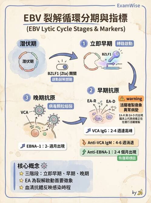 醫檢師 - 疱疹病毒科 - AI 圖文解析預覽
