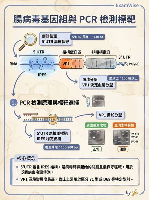 醫檢師 - 小RNA病毒科與腸道病毒 - AI 圖文解析預覽