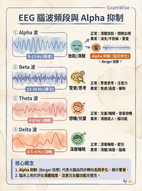 醫檢師 - 腦電圖檢查 - AI 圖文解析預覽