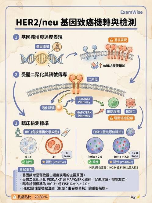 醫檢師 - 腫瘤概論 - AI 圖文解析預覽
