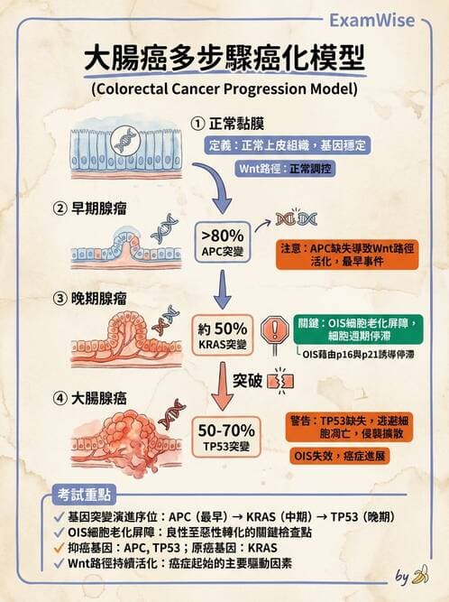 醫檢師 - 腫瘤概論 - AI 圖文解析預覽