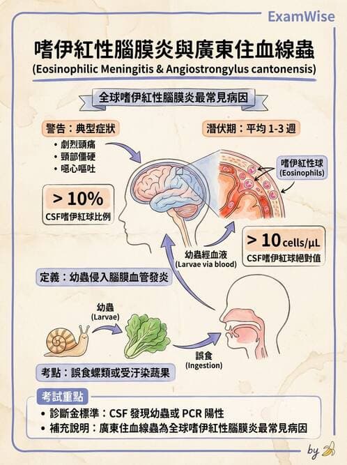 醫檢師 - 感染 - AI 圖文解析預覽