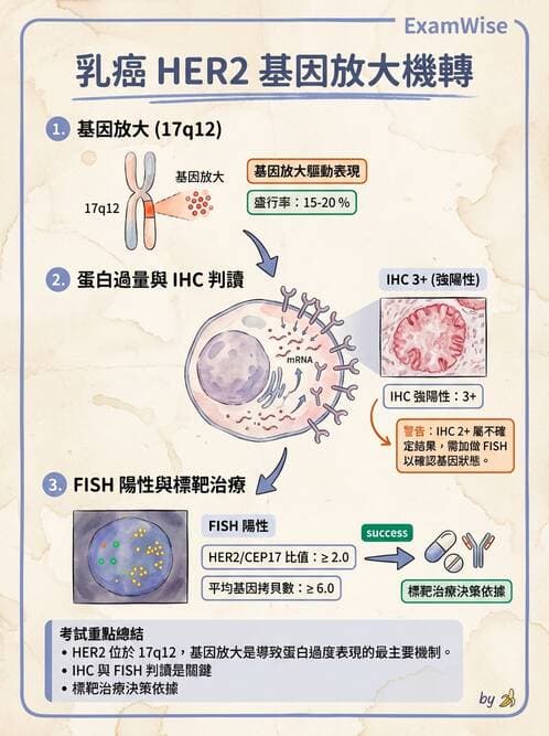 醫檢師 - 乳房及女性生殖疾病 - AI 圖文解析預覽
