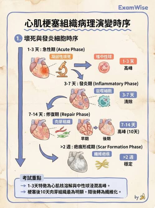 醫檢師 - 心血管疾病 - AI 圖文解析預覽