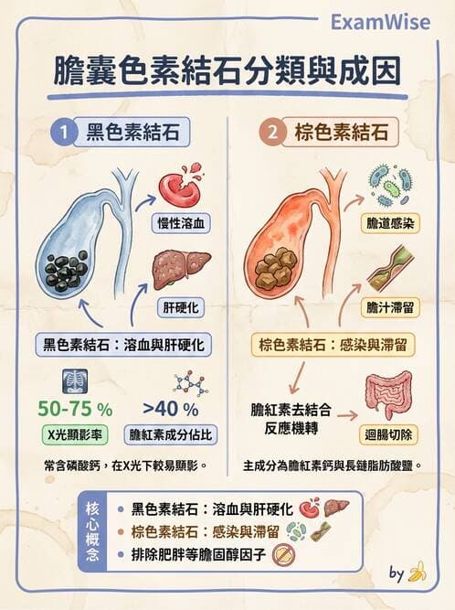 醫檢師 - 消化肝膽疾病 - AI 圖文解析預覽