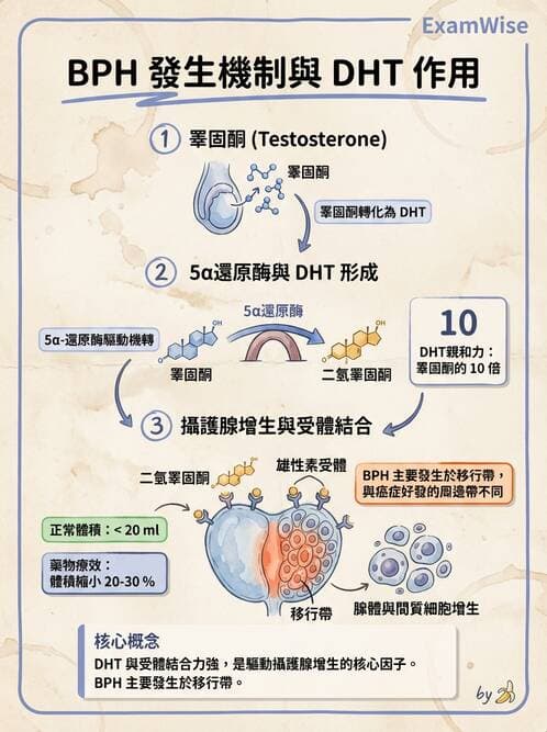 醫檢師 - 腎臟泌尿及男性生殖疾病 - AI 圖文解析預覽