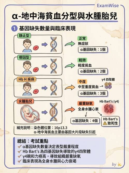 醫檢師 - 溶血性貧血與血色素病變 - AI 圖文解析預覽