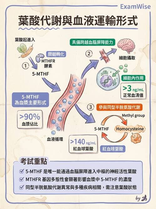 醫檢師 - 貧血診斷與營養缺乏性貧血 - AI 圖文解析預覽