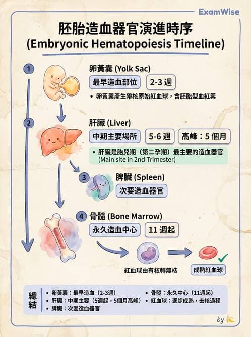 醫檢師 - 紅血球生理與形態 - AI 圖文解析預覽