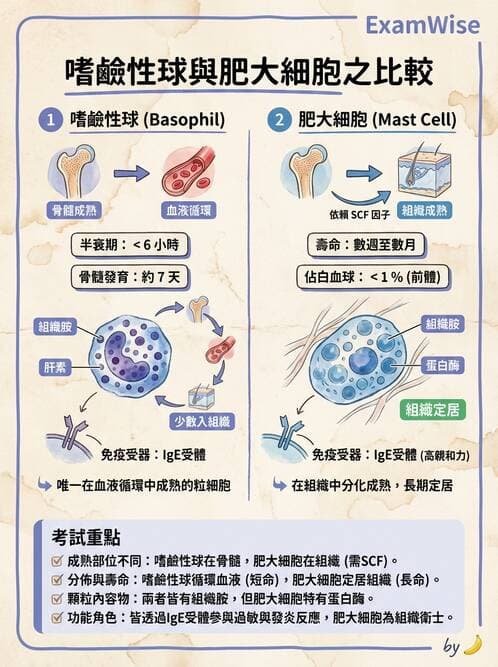 醫檢師 - 白血球生理與形態 - AI 圖文解析預覽