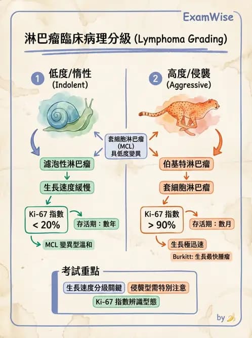 醫檢師 - 淋巴瘤、漿細胞疾病與白血球異常 - AI 圖文解析預覽