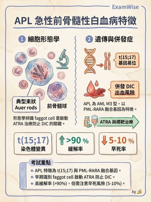 醫檢師 - 急性白血病 - AI 圖文解析預覽