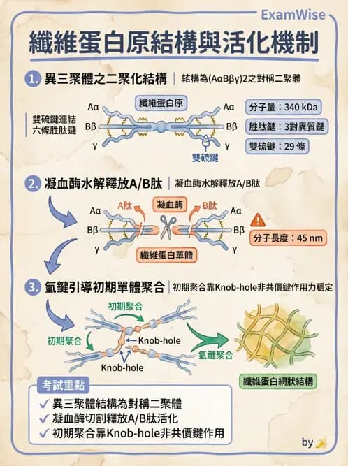 醫檢師 - 凝血因子與凝血檢驗 - AI 圖文解析預覽