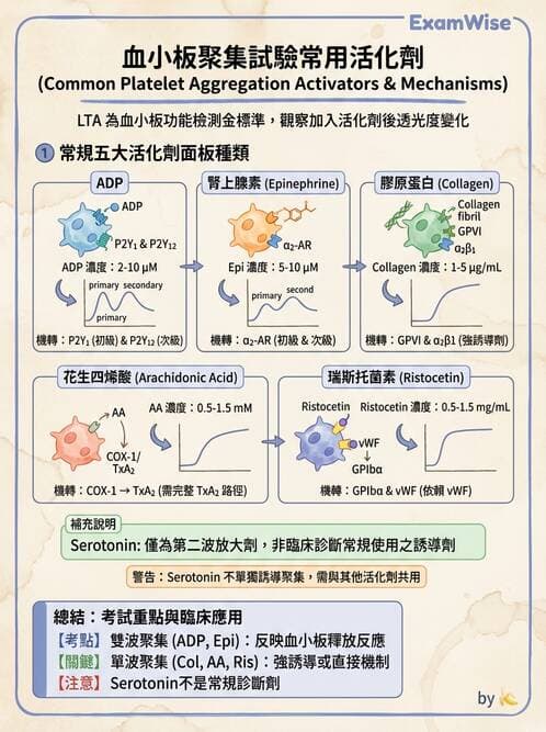 醫檢師 - 血小板與止血生理 - AI 圖文解析預覽