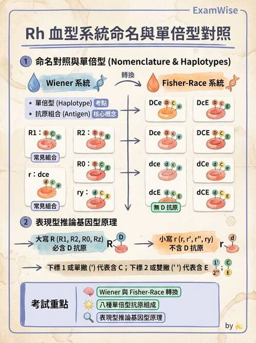 醫檢師 - 紅血球抗原與血型系統 - AI 圖文解析預覽