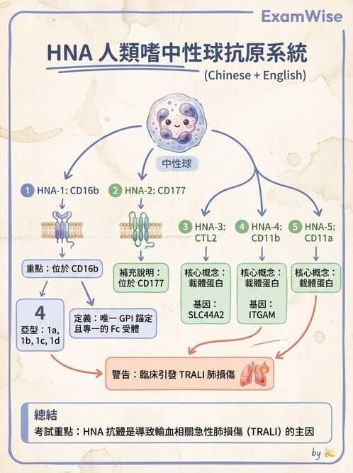 醫檢師 - 血液成分製備與輸血檢查 - AI 圖文解析預覽