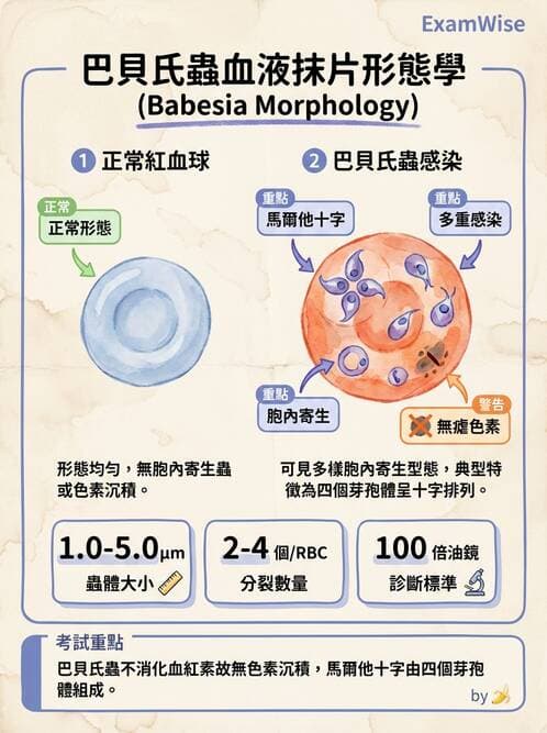 醫檢師 - 寄生蟲檢查-原蟲類 - AI 圖文解析預覽
