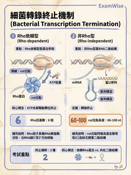醫檢師 - 基礎分子生物學 - AI 圖文解析預覽