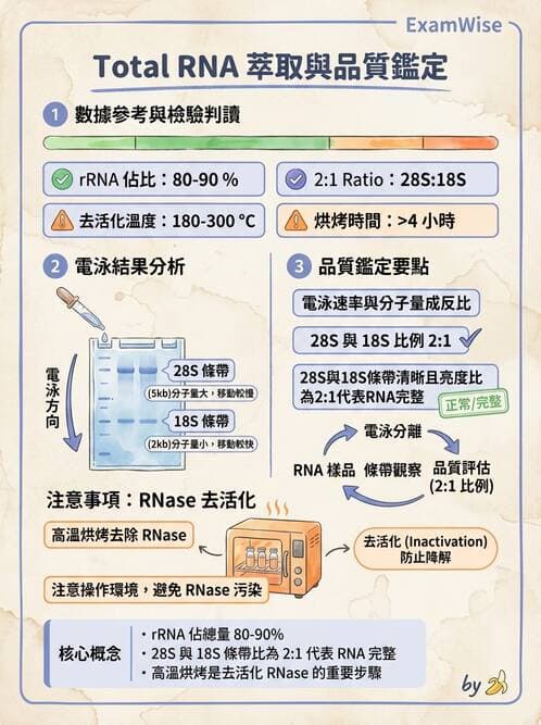 醫檢師 - 基礎分子生物學 - AI 圖文解析預覽